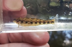 Etheostoma zonistium