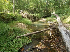 Etheostoma zonistium