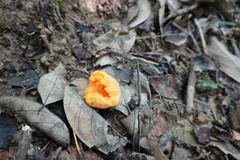 Artocarpus hypargyreus