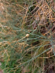 Gymnophyton isatidicarpum
