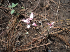 Euphorbia radians