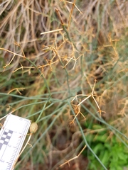 Gymnophyton isatidicarpum