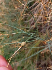 Gymnophyton isatidicarpum