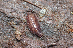 Styloniscus