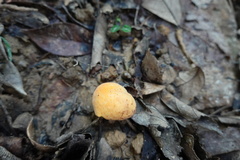 Artocarpus hypargyreus