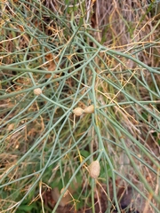 Gymnophyton isatidicarpum