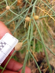 Gymnophyton isatidicarpum