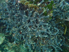 Porites furcata