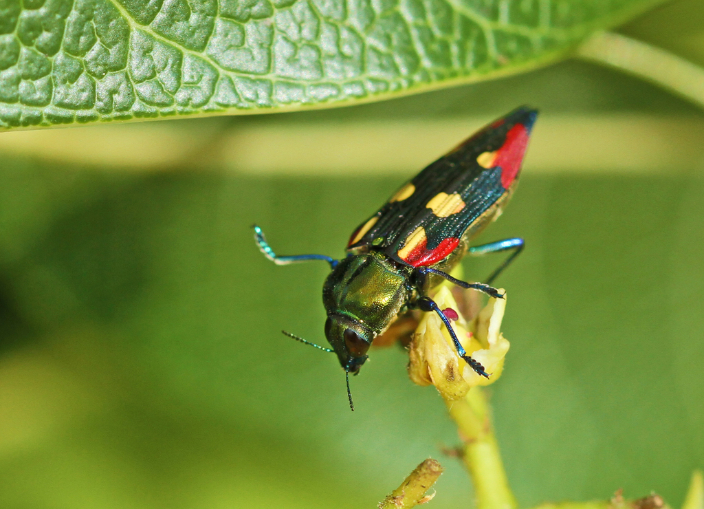 Castiarina producta