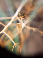 Gymnophyton isatidicarpum