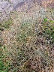 Gymnophyton isatidicarpum
