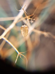 Gymnophyton isatidicarpum