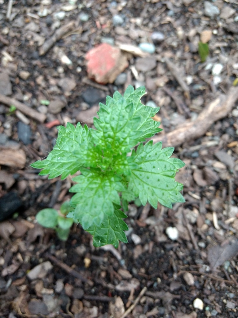 Urtica spiralis