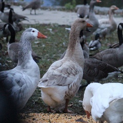 Anser anser domesticus