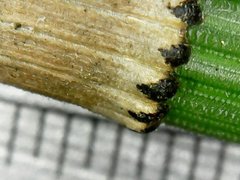 Equisetum × moorei