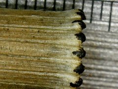 Equisetum × moorei