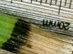 Equisetum × moorei