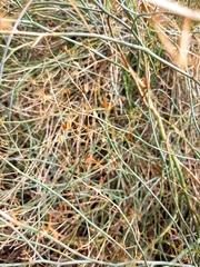 Gymnophyton isatidicarpum