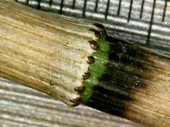 Equisetum × moorei