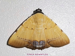 Eulepidotis micca
