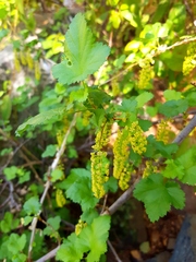 Ribes punctatum