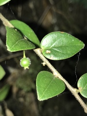 Sphyrospermum buxifolium