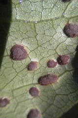 Puccinia coprosmae