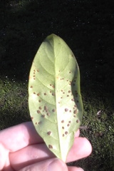 Puccinia coprosmae