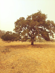 Quercus × jolonensis