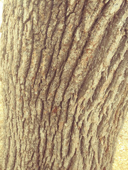 Quercus × jolonensis