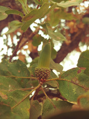 Quercus × jolonensis