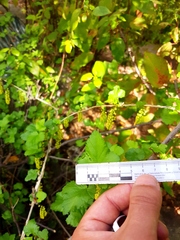 Ribes punctatum