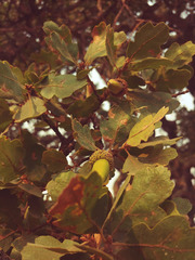 Quercus × jolonensis