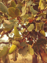 Quercus × jolonensis