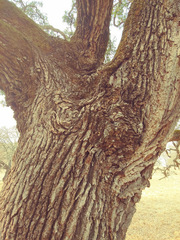 Quercus × jolonensis