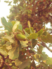 Quercus × jolonensis