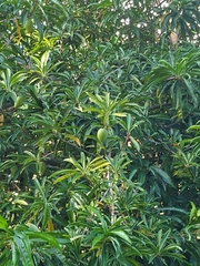 Pouteria campechiana