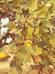 Quercus × jolonensis