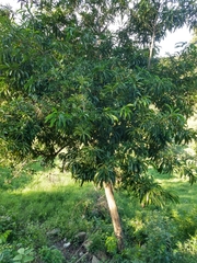 Pouteria campechiana