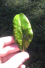 Puccinia coprosmae