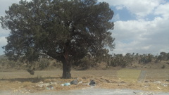 Juniperus deppeana deppeana