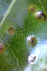 Puccinia coprosmae