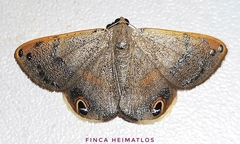 Ophthalmoblysis plutus