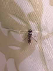 Allograpta piurana