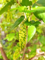 Ribes punctatum