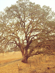 Quercus × jolonensis