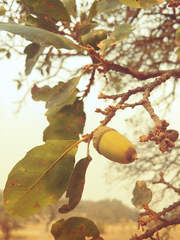Quercus × jolonensis