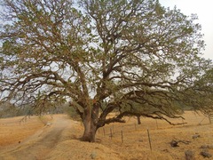 Quercus × jolonensis