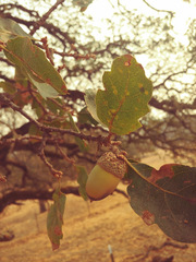 Quercus × jolonensis