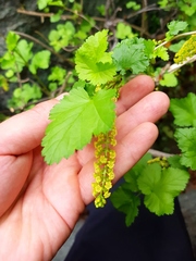 Ribes punctatum